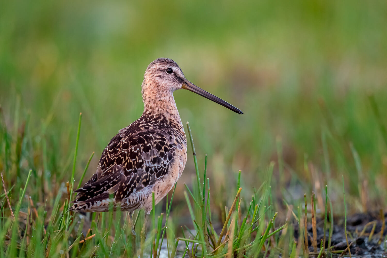 A dowitcher, a type of shorebird, stands in a marshy field