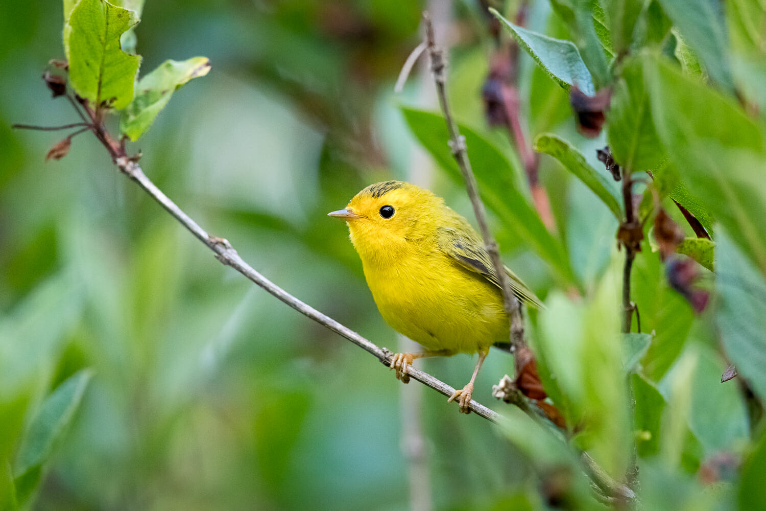 A juvenile Wilson's warbler perched on a branch of green leaves