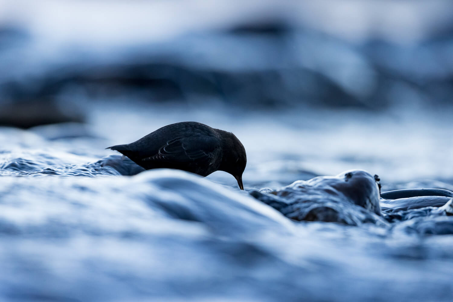 An American dipper looks into the water of a stream on a cold morning