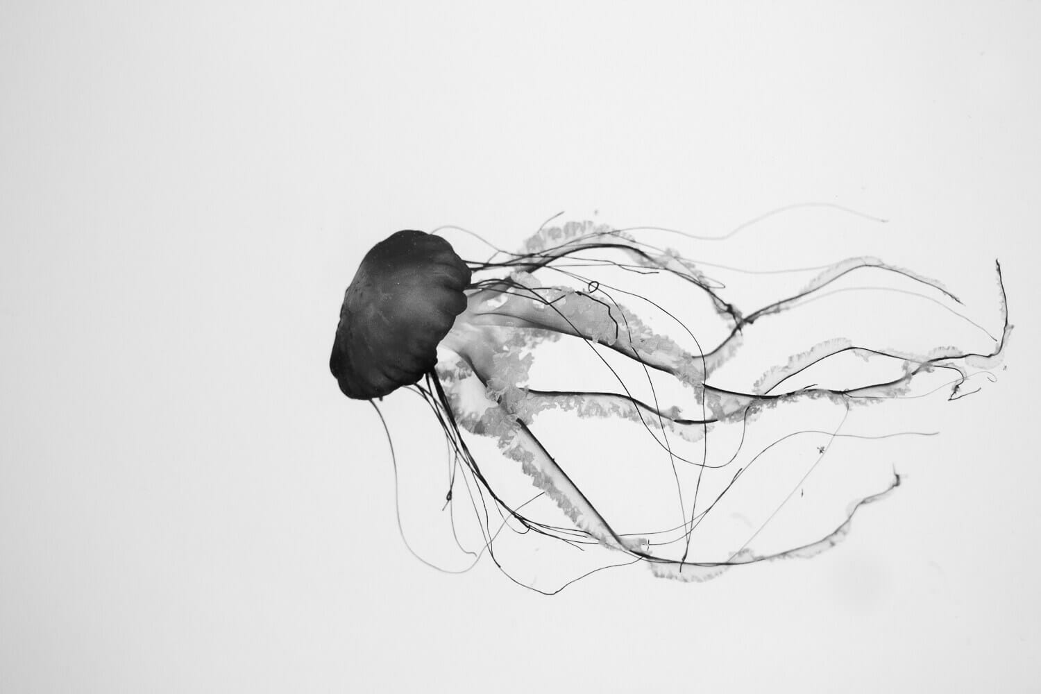 A sea nettle jellyfish floats alone on a white surface