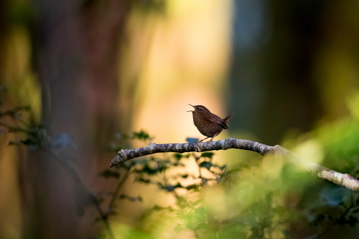 A Pacific wren sings from a branch in a sun dappled forest