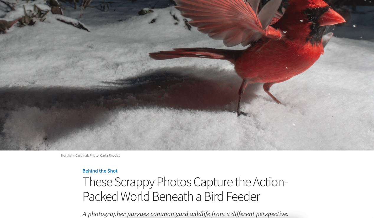 screenshot of the landing page of photo essay by Carla Rhodes from Audubon Online