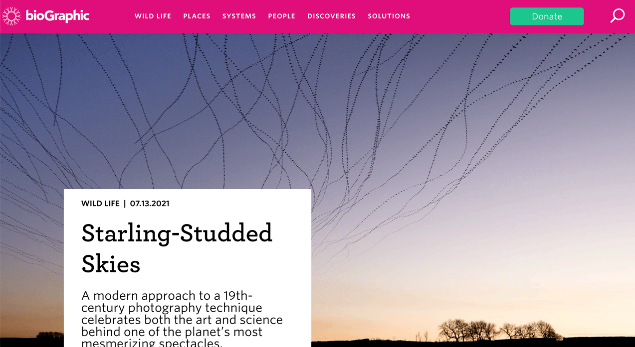 screenshot of the landing page of photo essay Starling-Studded-Skies from bioGraphic Magazine
