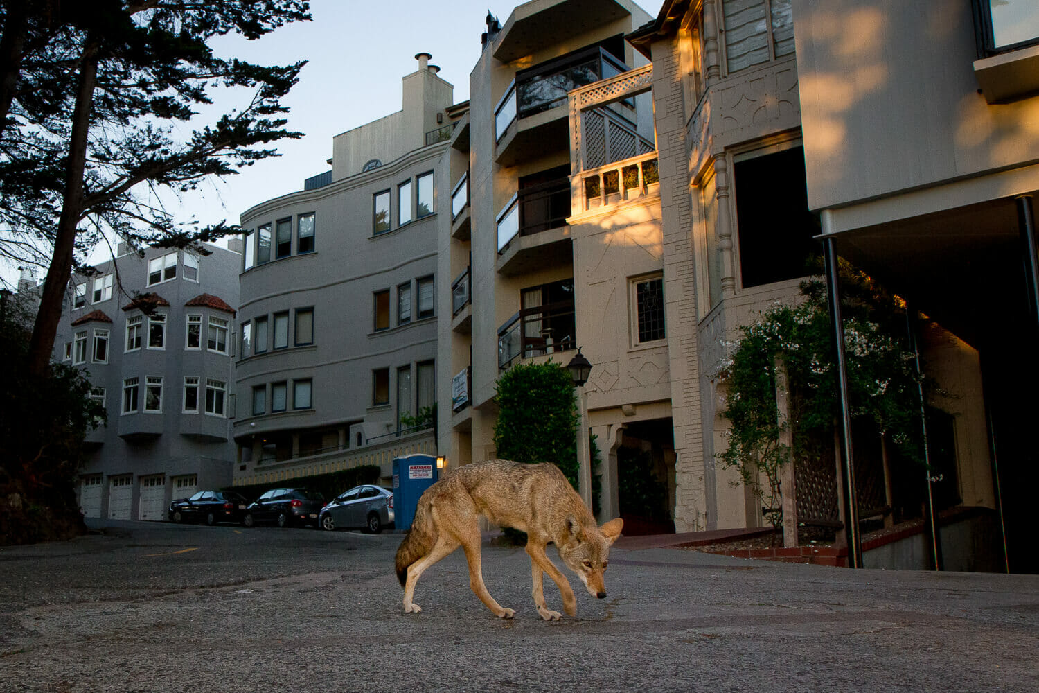 An urban coyote walks across a road near an apartment building