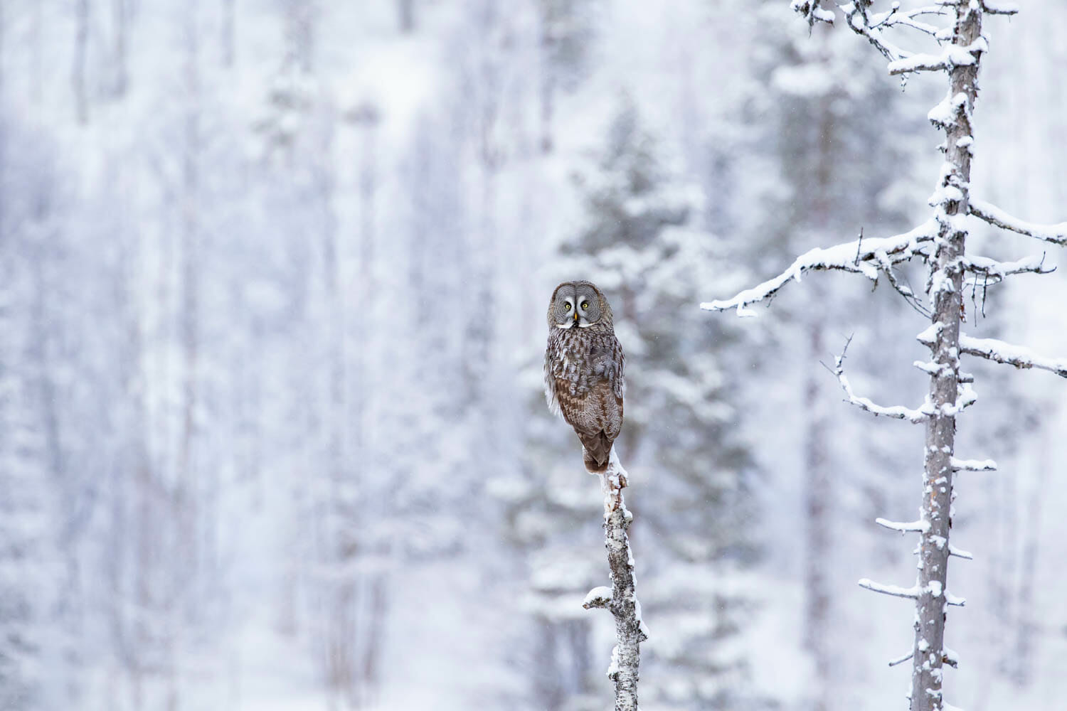 Owl Photography: How To Ethically Create Unique Images