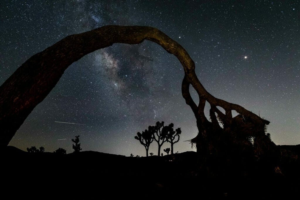 Milky way over joshua trees in joshua tree national park, california