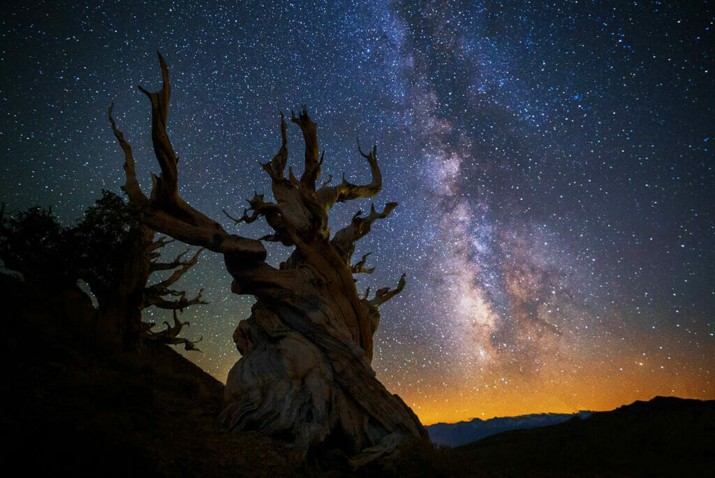 The milky way next to an ancient bristlecone pine tree.
