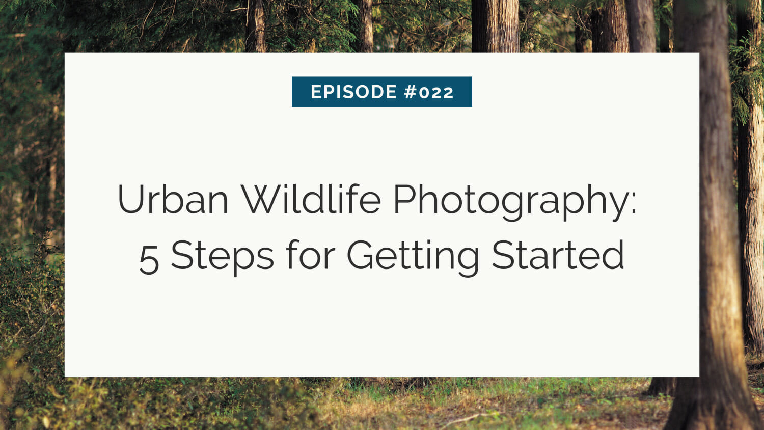 Title slide for an episode on urban wildlife photography tips.