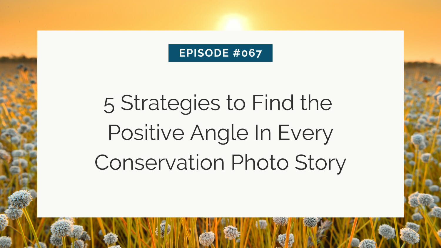 Title slide for episode #067 on "5 strategies to find the positive angle in every conservation photo story" set against a background of a field with dandelions at sunset.