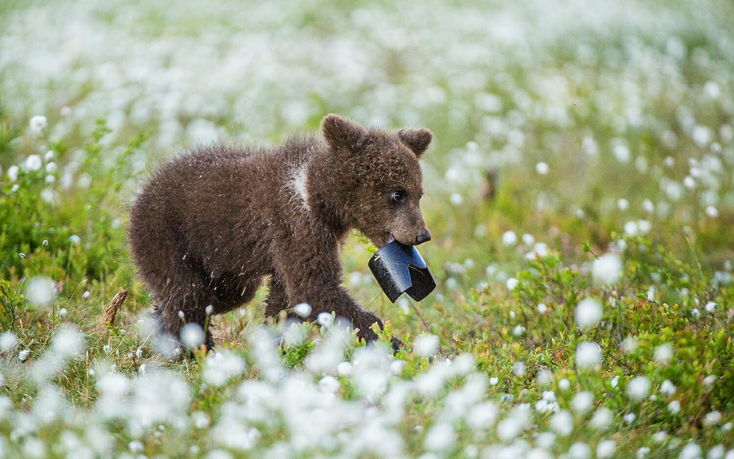 Bear cub carrying camera lens hood in mouth