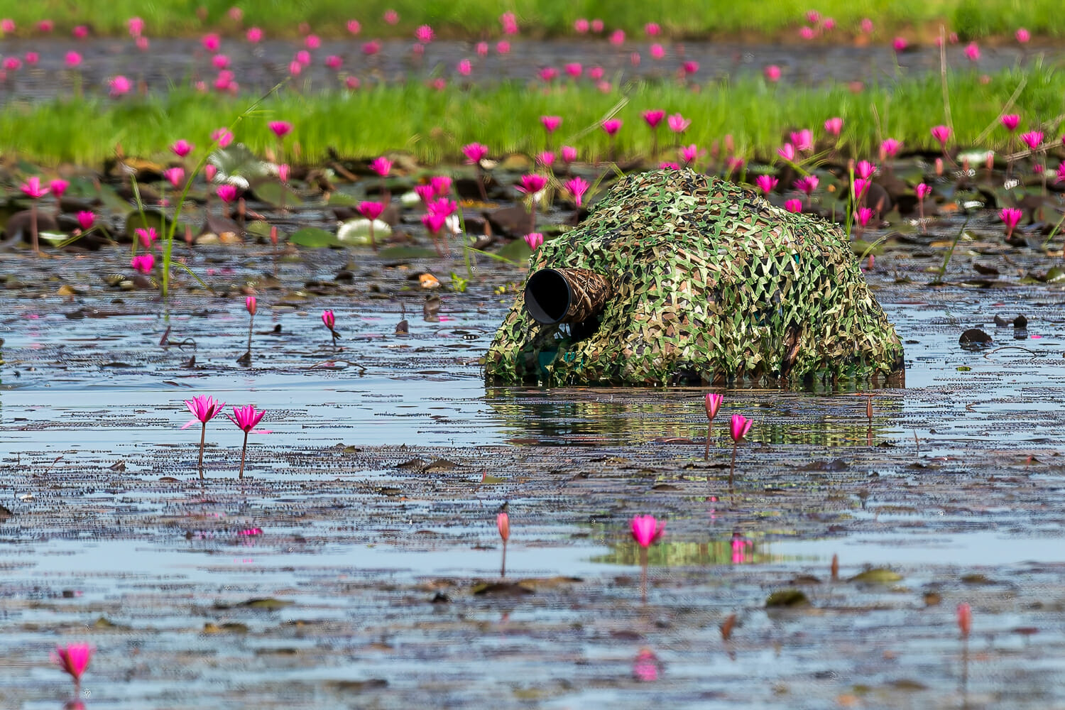 floating photography blind in a marsh with pink flowers