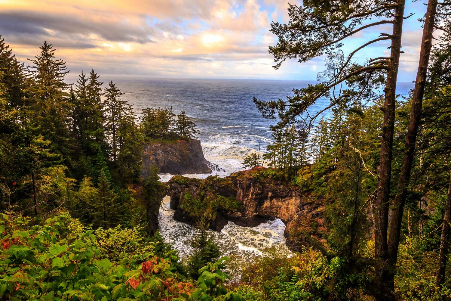 Scenic view of rugged Oregon coastline with trees and ocean