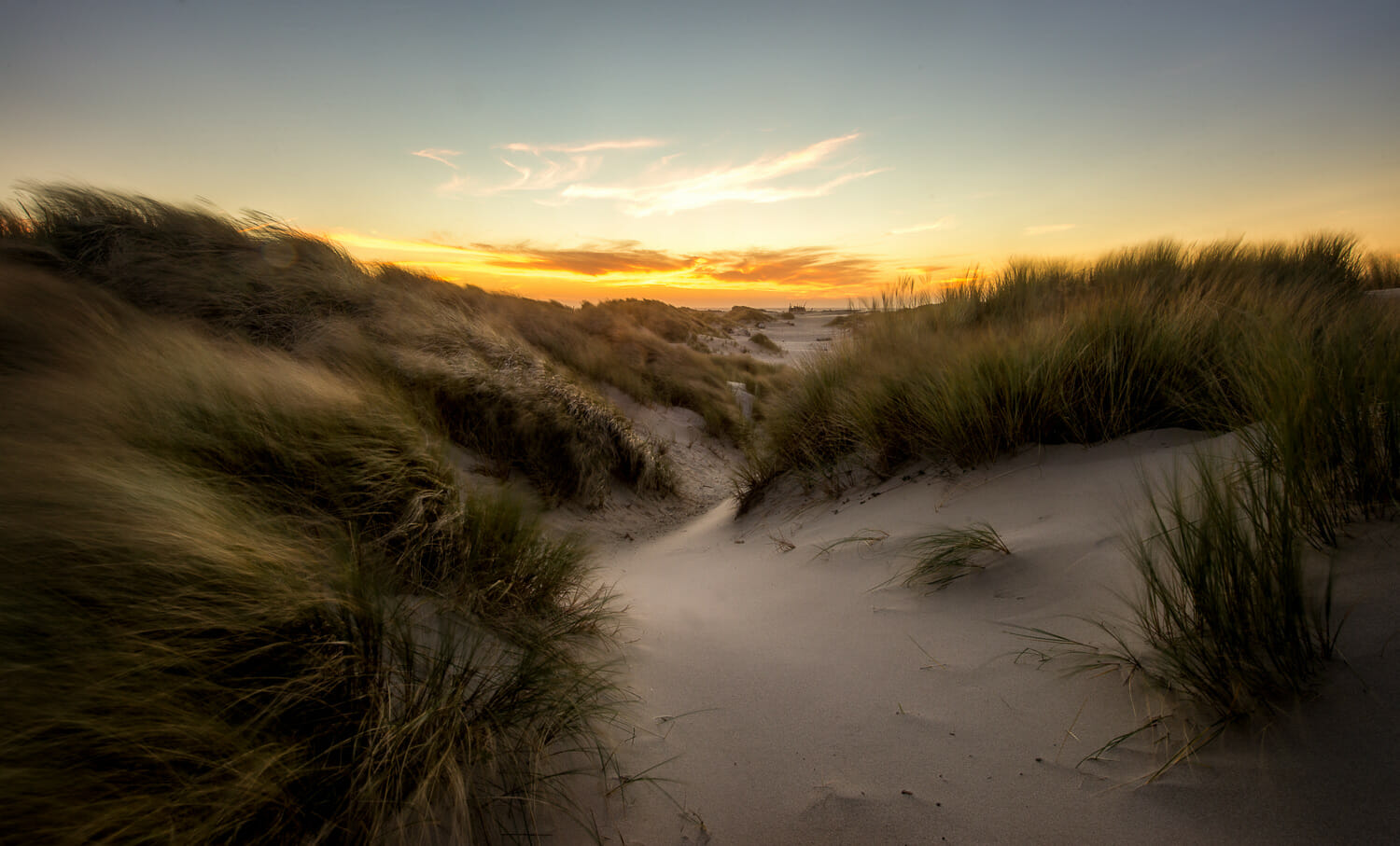 Grasses on sand dunes blow in the wind at sunset