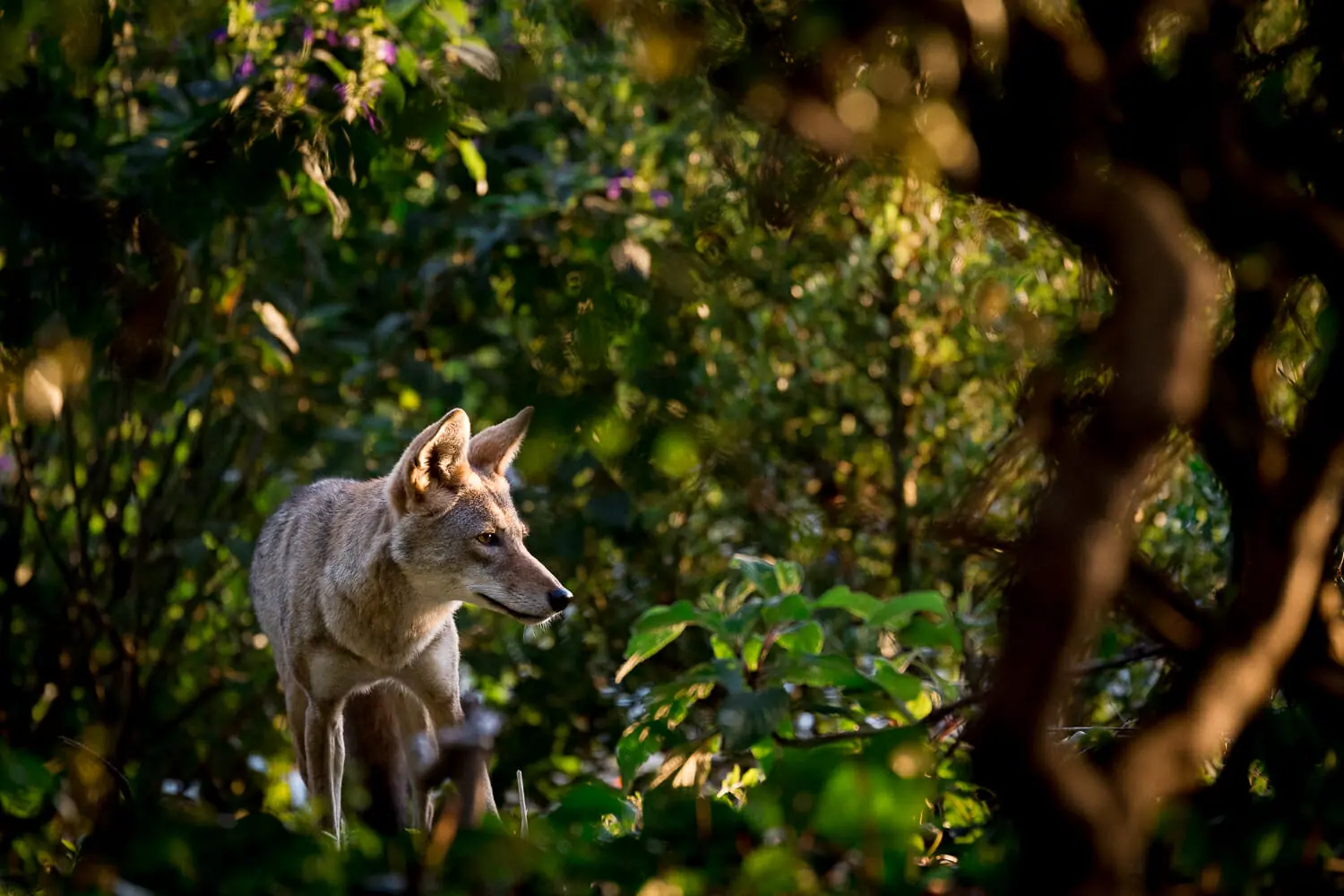 coyote standing in brush in sunlight
