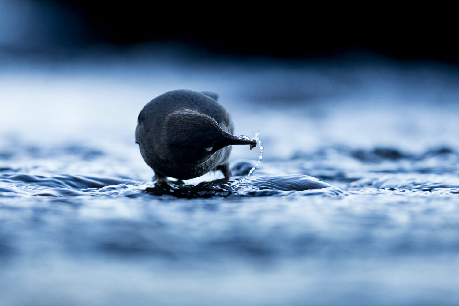 An American dipper pulls prey, an insect larvae, from a stream