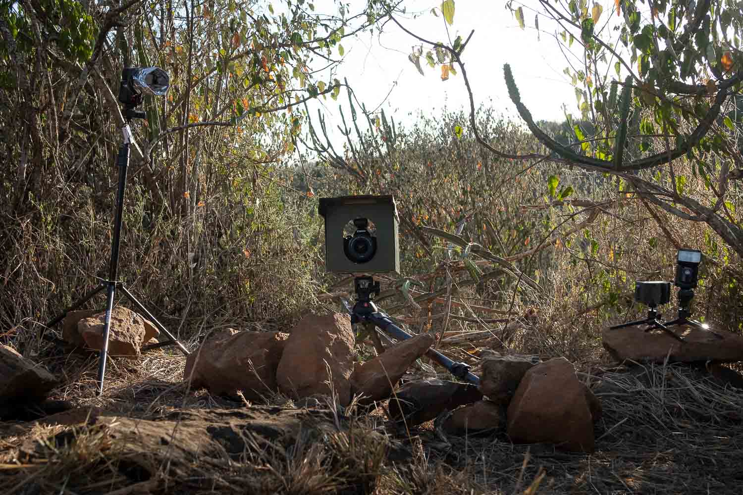 Best Wildlife Camera Trap Overview & Set Up Guide 2023