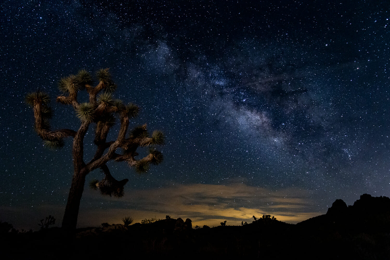 Joshua tree silhouette against a starry night sky with the milky way visible.