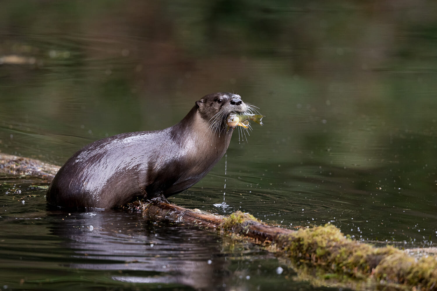 north american river otter with freshly caught fish in its mouth