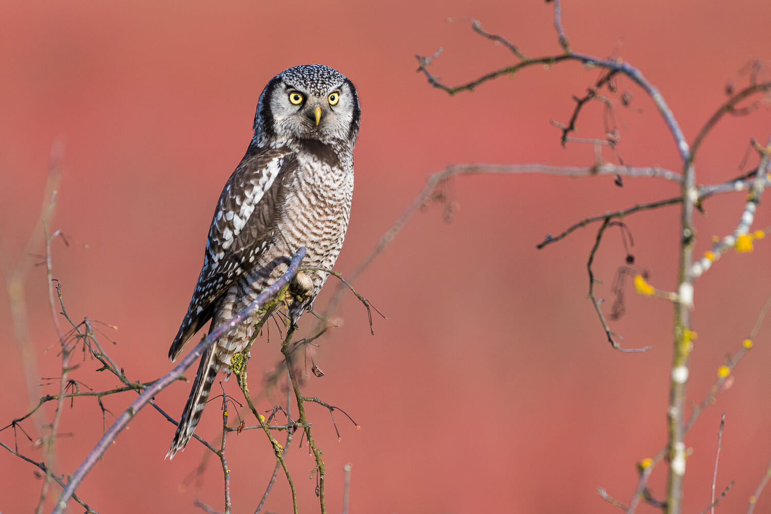 An owl perched on a thin branch against a red background.