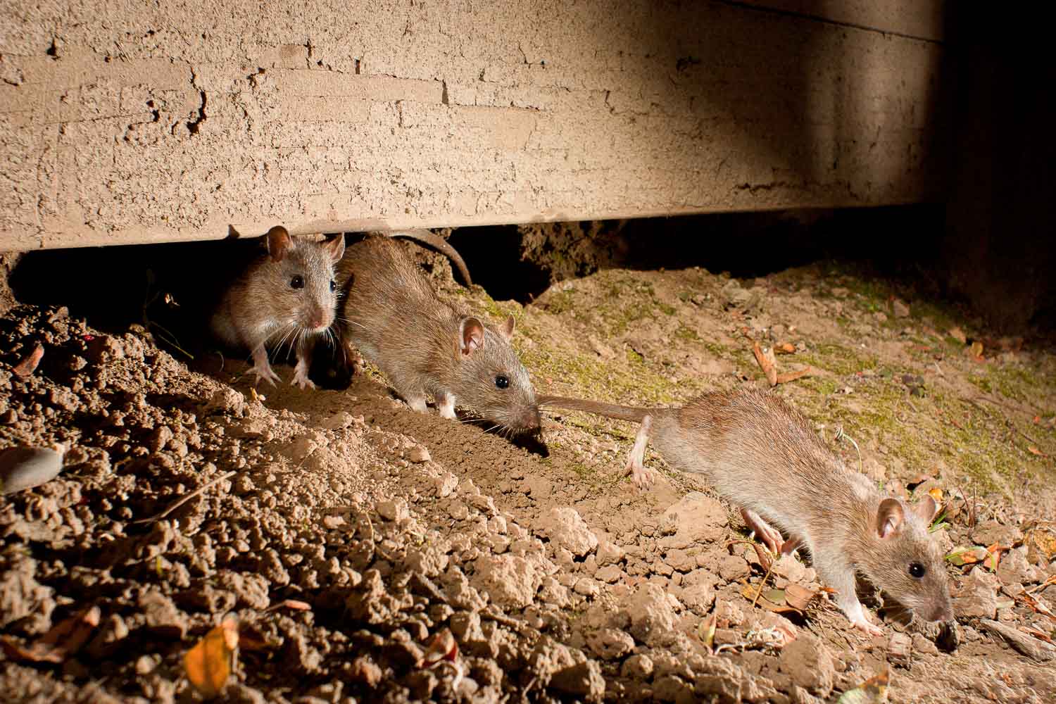 https://conservationvisuals.com/wp-content/uploads/2023/06/rodents-running-under-a-wall-00522215.jpg