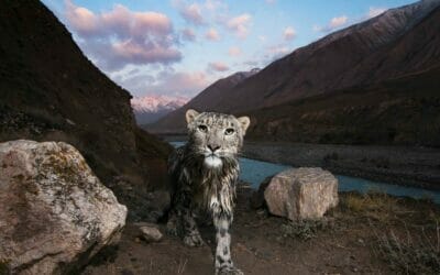 Camera Trap Photography: Your Ultimate Getting-Started Guide