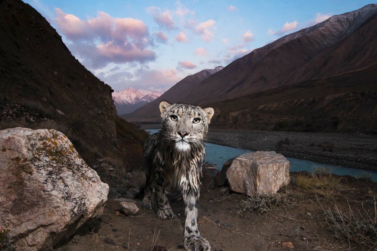 A snow leopard in its natural habitat with a mountainous river valley in the background at dusk.