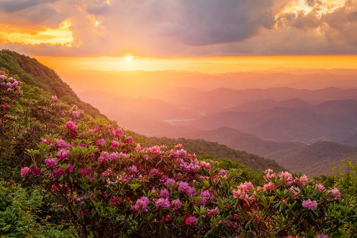 Sunset over a mountainous landscape with blooming rhododendrons in the foreground.