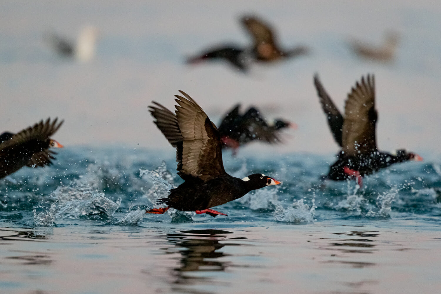 Flock of black surf scoters taking flight from the water