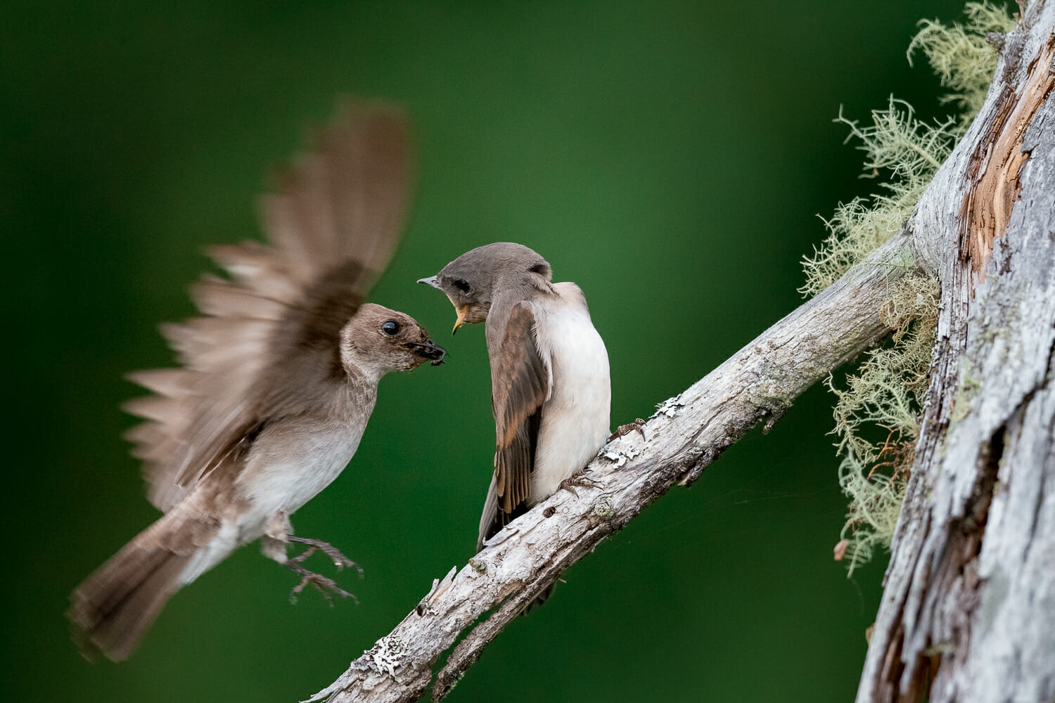 swallow feeding a fledgeling on a branch