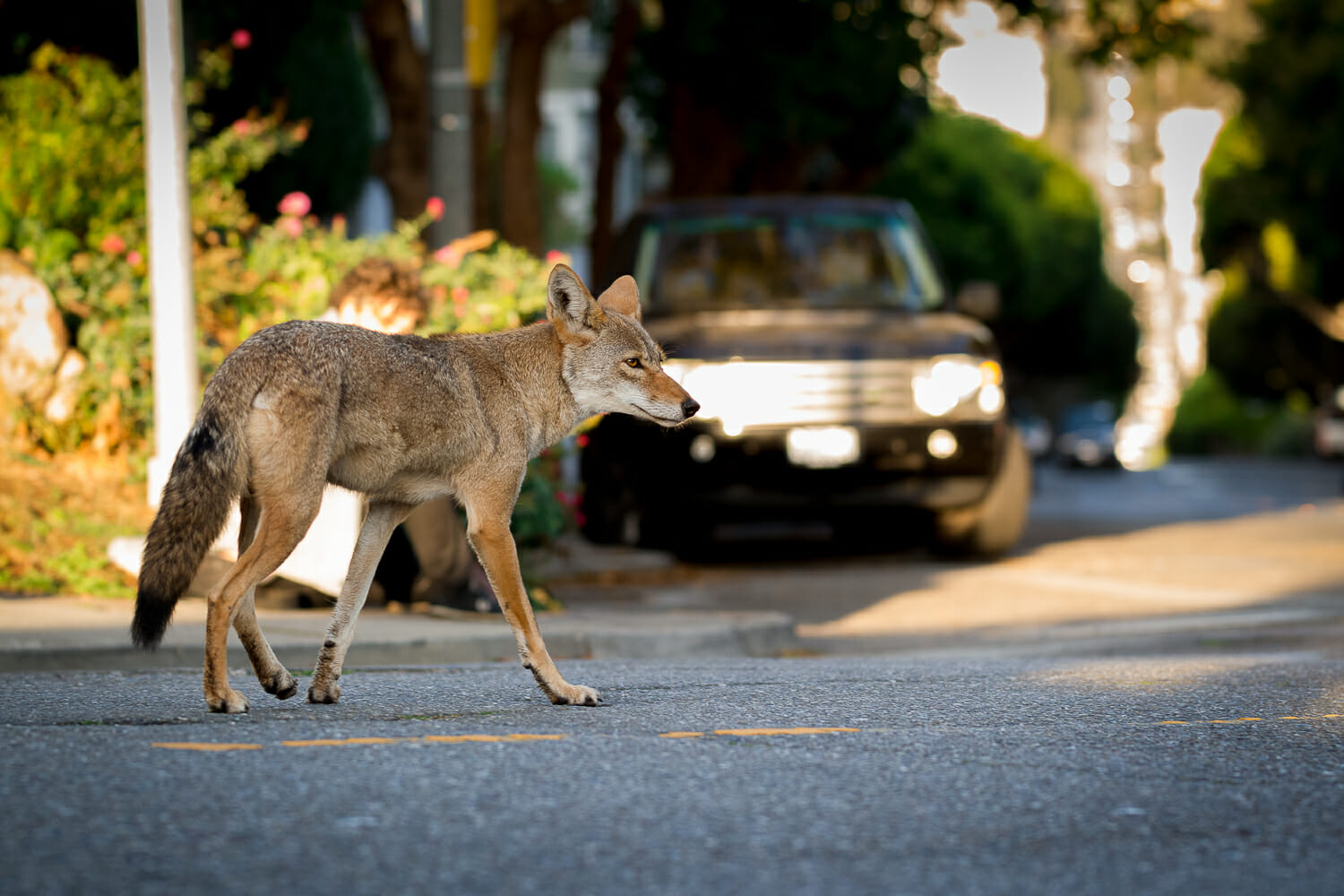 urban coyote trotting down a street