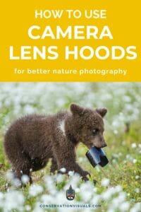 A bear cub holding a camera lens hood in a field with text on how to use camera lens hoods for better nature photography.