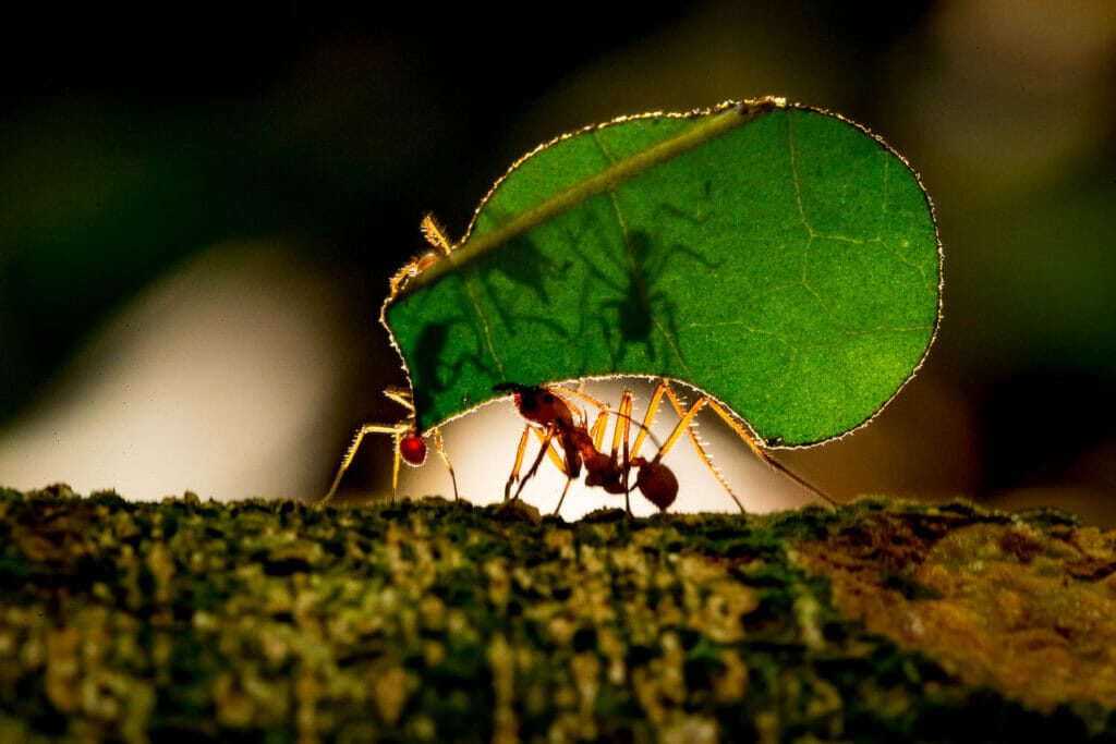 Wildlife Photography Tips: The Complete Guide To Getting Started