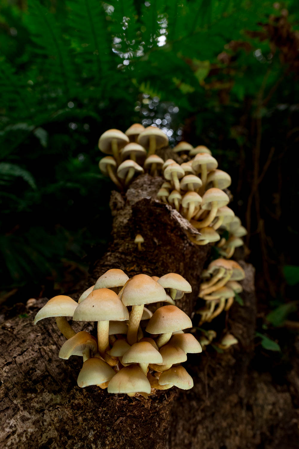 A cluster of mushrooms grows on a decaying log in a forest setting.