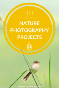 Promotional poster for '10 nature photography projects' featuring a small bird perched on a plant stem.
