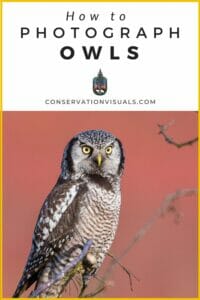 Guide on photographing owls with an example of an owl perched on a branch.