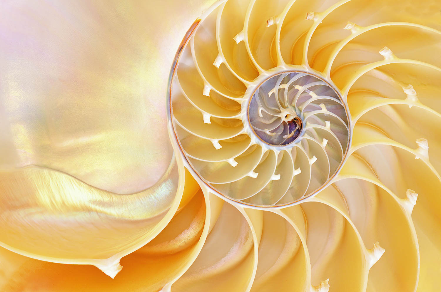 Close-up of a nautilus shell showing its spiral structure and natural gradient colors.
