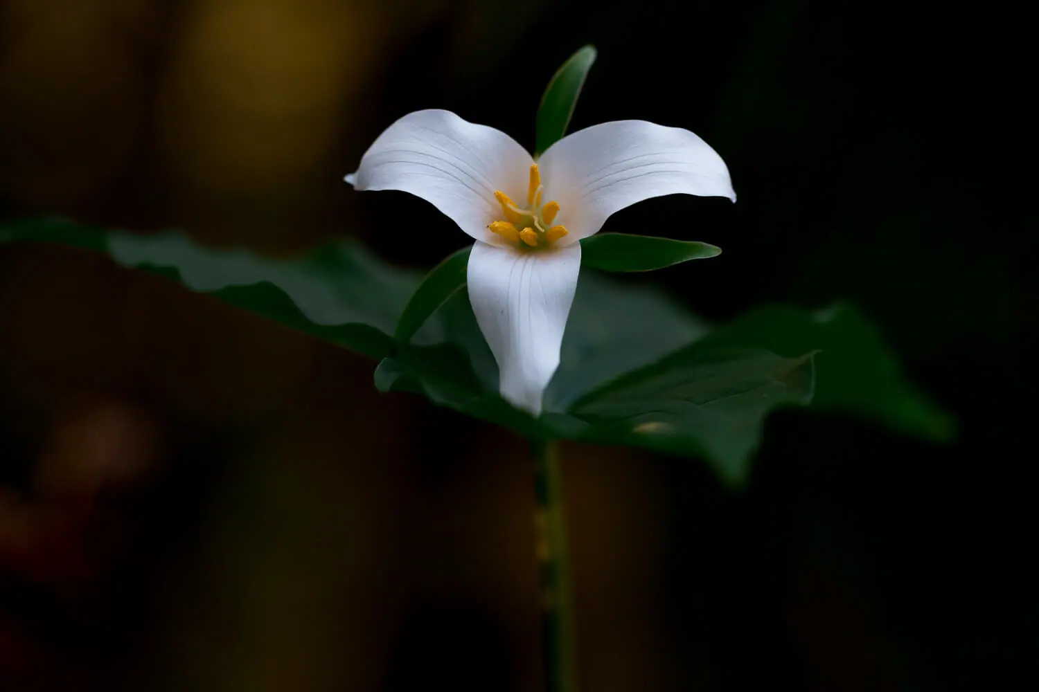 A single white trillium flower against a dark background.