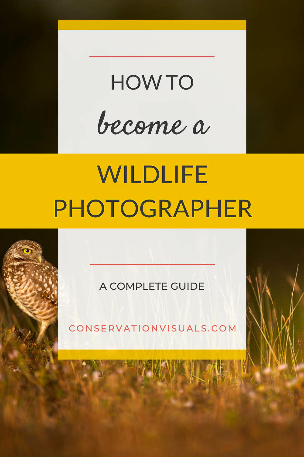 how-to-become-a-wildlife-photographer-a-step-by-step-guide