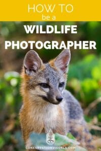 Guide to becoming a wildlife photographer featuring a close-up of a fox.