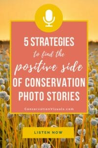 Promotional graphic for an audio piece on "5 strategies to find the positive side of conservation photo stories" from conservationvisuals.com, featuring a field of flowers at dusk.