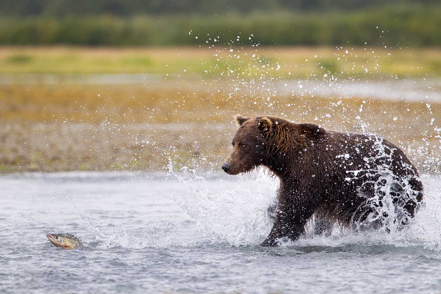 A brown bear splashes through a river, attempting to catch a leaping fish.
