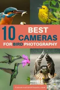 Guide to the top 10 cameras for bird photography.