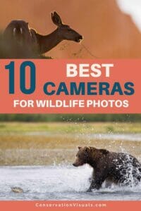 Top 10 cameras for wildlife photography.