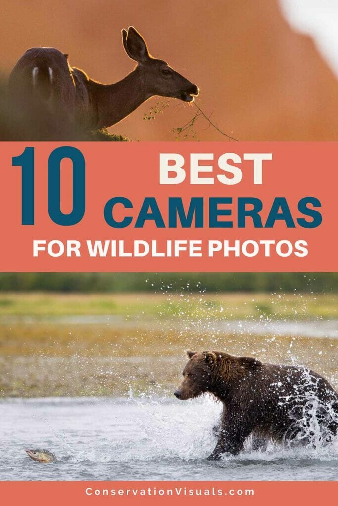 Best Cameras For Wildlife Photography In 2024 (Plus How To Choose)