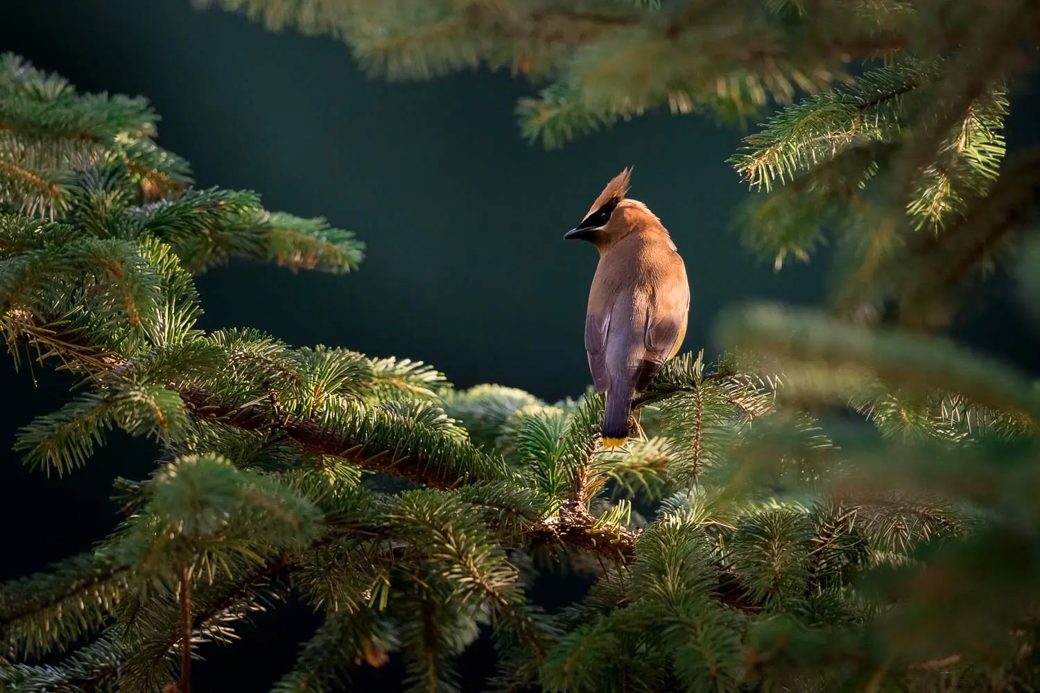 Cedar waxwing perched on a pine branch in the sunlight.