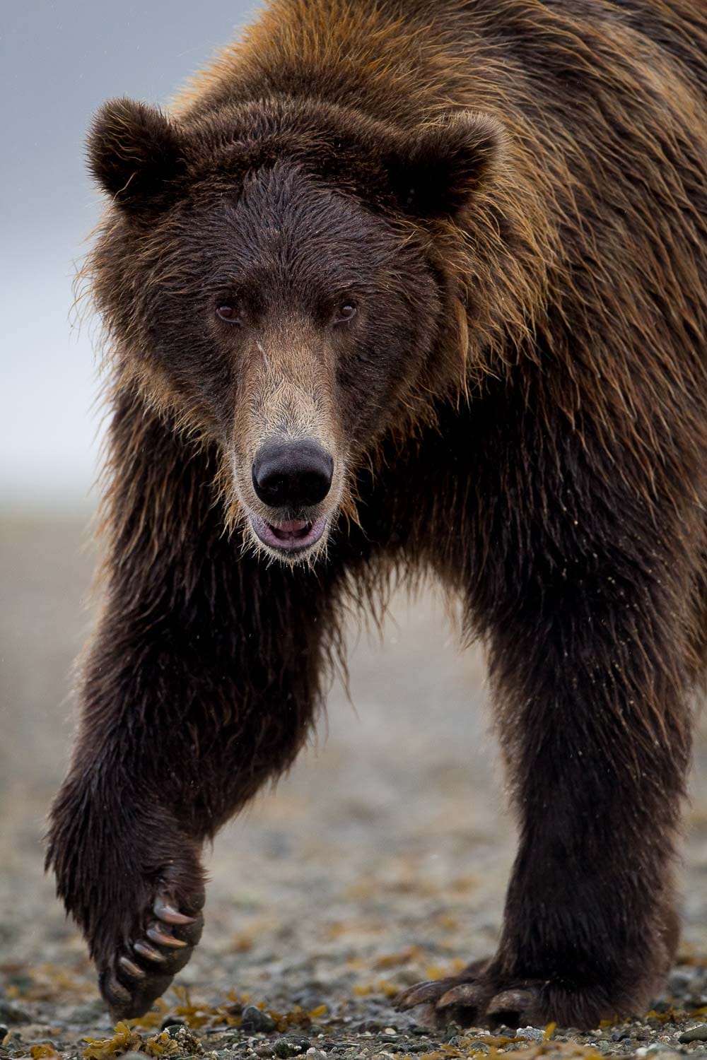 A brown bear walking toward the camera on a gravelly surface.