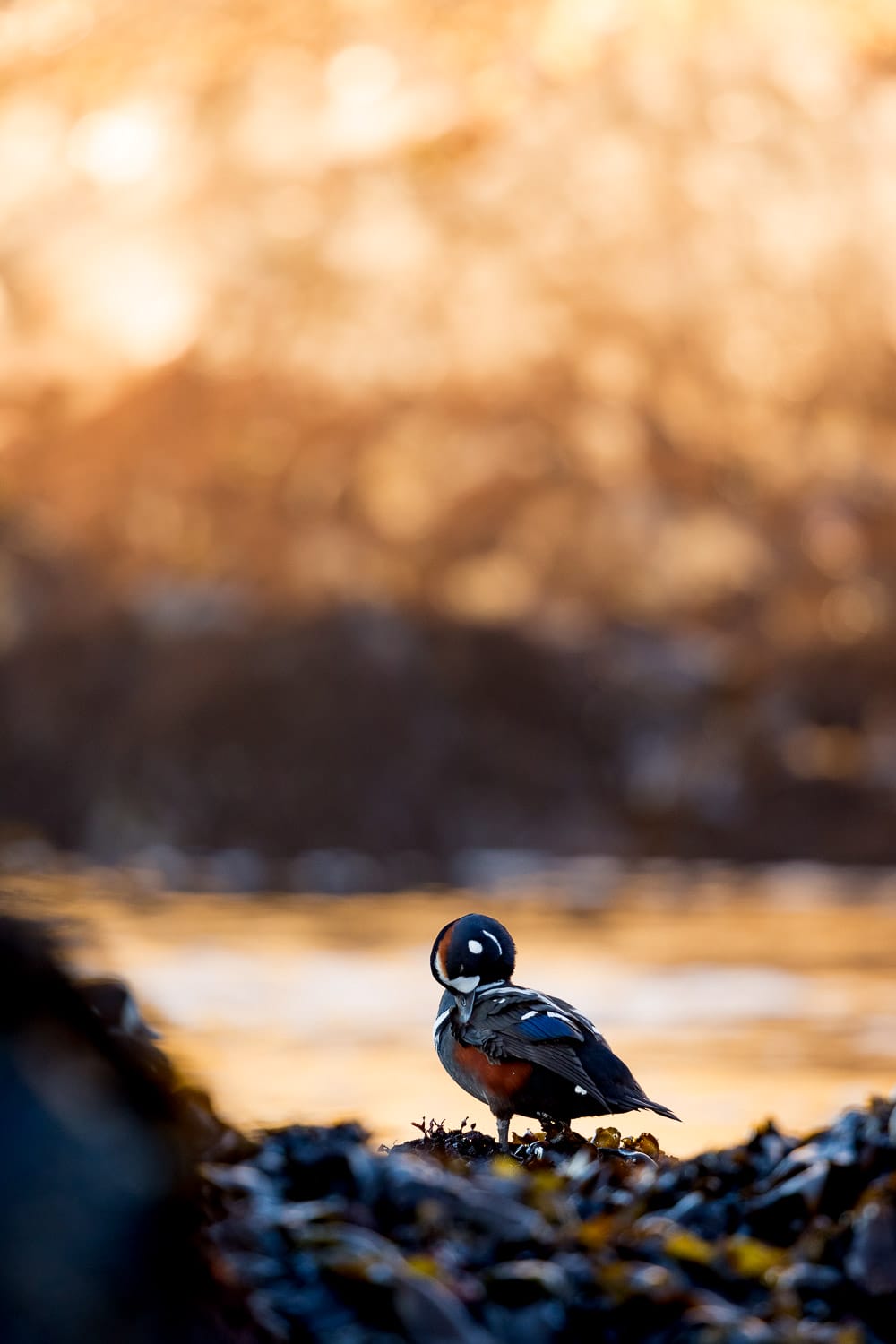 A harlequin duck standing on a rocky shoreline with golden sunlight filtering through the background.