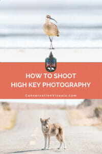 A bird standing on one leg with a blurry background and a coyote on a road with text overlay about high key photography.
