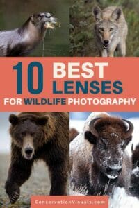 Top 10 lenses for wildlife photography - featuring images of various animals.