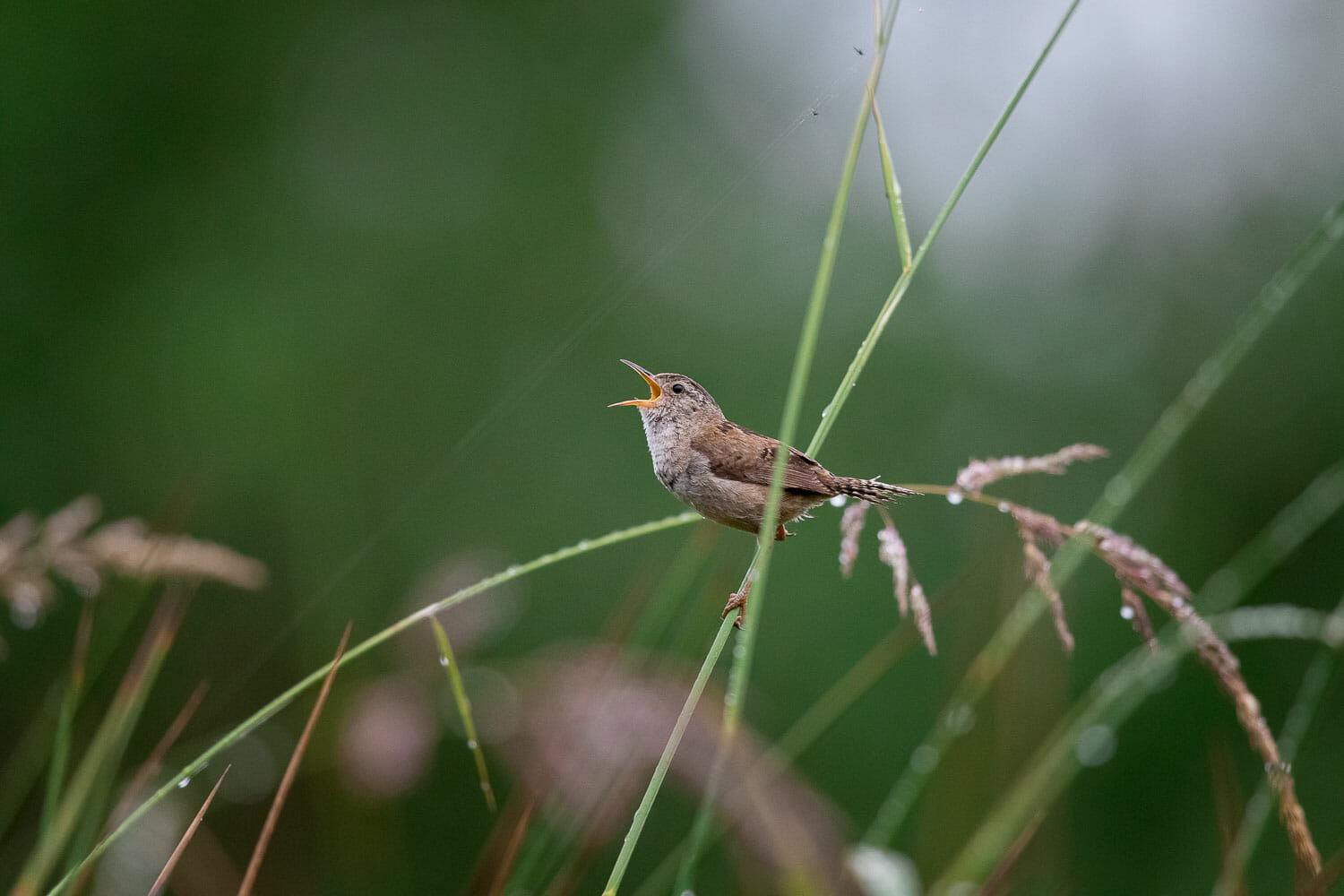 A small bird perched on a grass stalk, singing.